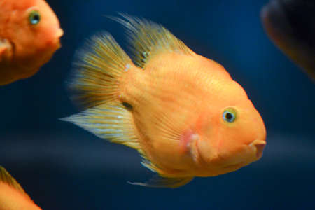 Orange parrot cichlid, dark blue backgroundの写真素材