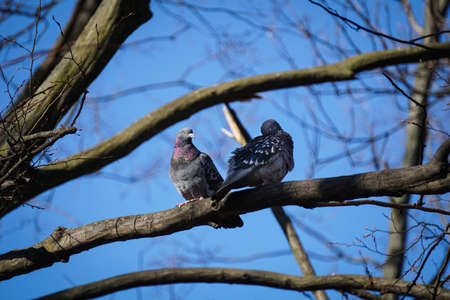 Two pigeons sitting on a tree, sky in backgroundの写真素材