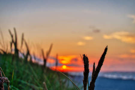 Reeds on dunes at sunset - Baltic Sea, Polandの写真素材