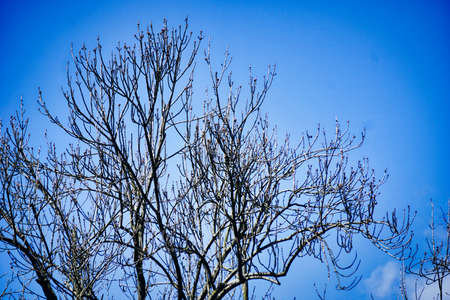 Tree branches and blue sky