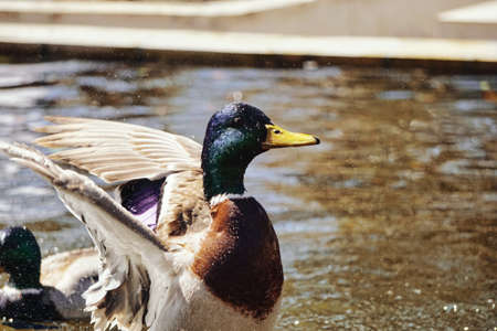 Duck with spread wings