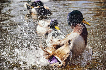 Duck splashing water in pondの写真素材