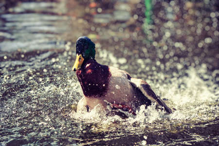 Duck splashing water in pond