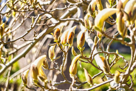 White blossom magnolia tree