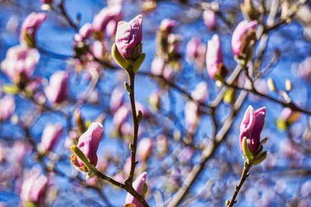 Pink blossom magnolia tree
