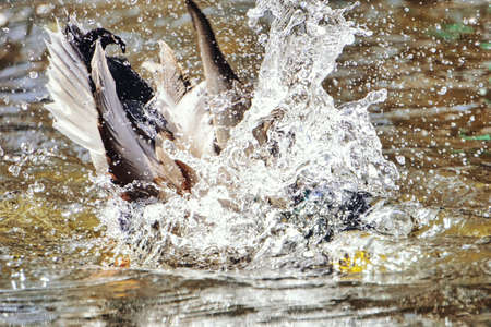 Duck diving in pond, splashed waterの写真素材