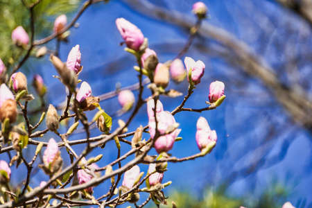 Pink blossom magnolia tree