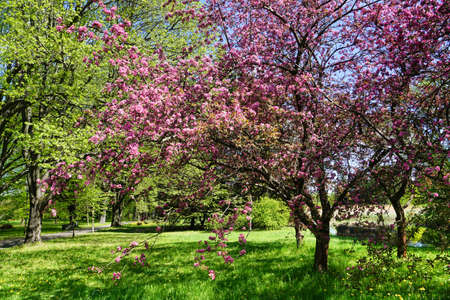 Japanese cherry trees in blossom, orchard