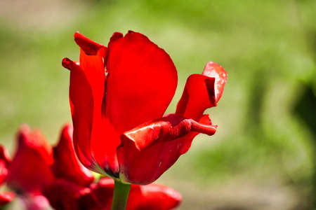 Single red tulip in garden, bokeh effectの写真素材