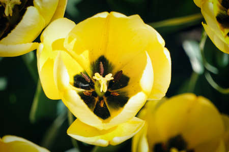 Single yellow tulip in gardenの写真素材