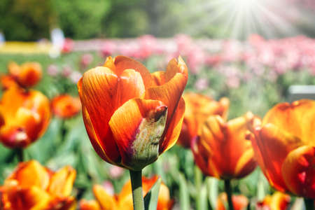 Many orange tulip flowers in garden, sun raysの写真素材