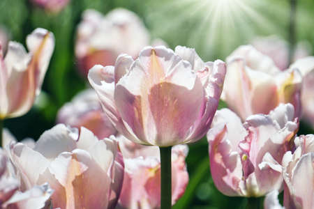 Many pink tulips in gardenの写真素材