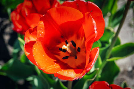 Single red tulip in garden, top viewの写真素材