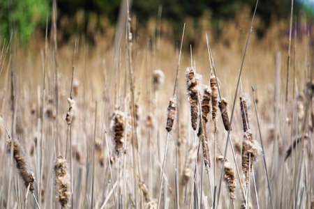Many dried reeds - horizontal photographの写真素材