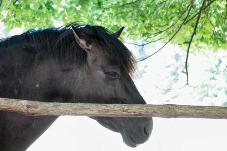 Polish Konik - brown pony - close-up on headの写真素材