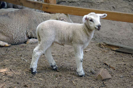 Young white sheep, lamb - side view