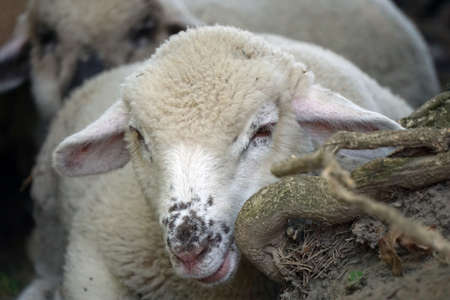 Lamb - young white sheep laying on ground