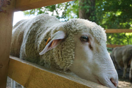 White sheep - close-up on headの写真素材
