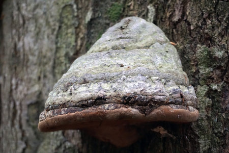 Polypore - mushroom on a tree in forest
