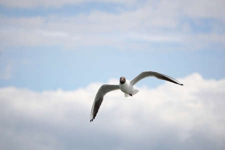 Flying black and white seagullの写真素材