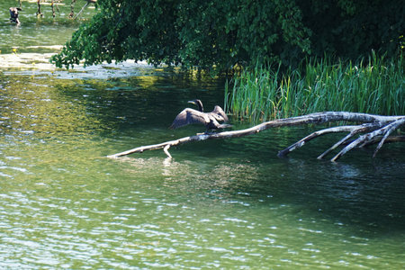 Bird sitting on a tree, lake