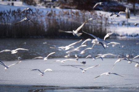 Flock of flying seagulls in winterの写真素材
