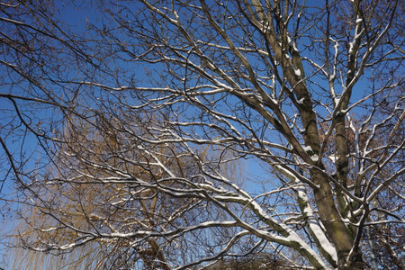 Tree branches covered with snow in winter, sky on second plan.の写真素材