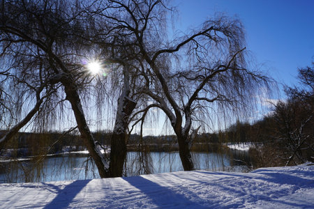 Willow trees in winter on the bank of the frozen lake.の写真素材
