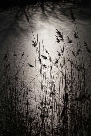 Dried reeds on frozen lake shore in winter and sun reflection