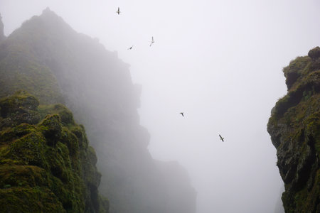 Birds flying in fog at Raudfeldsgja Gorge on Snaefellsnes Peninsula in Icelandの写真素材