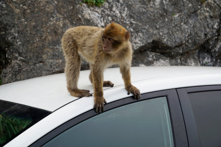 One Barbary Macaque monkey sitting on a carの写真素材
