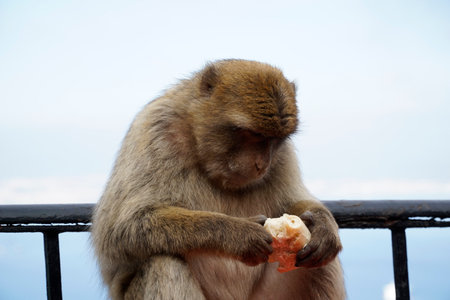 Single Barbary Macaque monkey eating a rollの写真素材