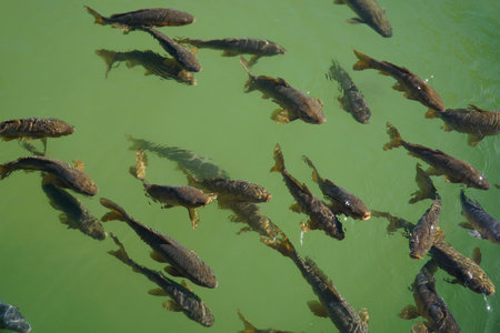 Crowd of fish swimming in pond - view from the aboveの写真素材