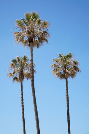 Palm trees and sky in backgroundの写真素材