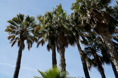 Palm trees and sky in backgroundの写真素材