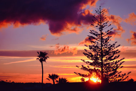 Dramatic sky at sunset and silhouettes of treesの写真素材
