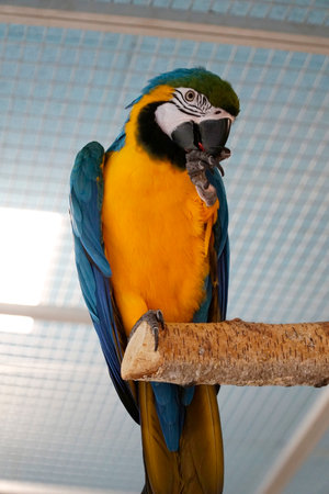 One blue and yellow Macaw perching on a branch