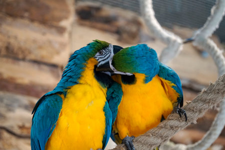 Two blue and yellow Macaws perching on a ropeの写真素材