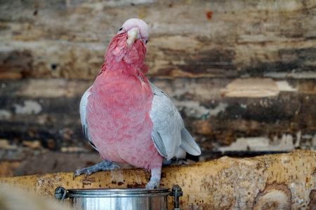 Single pink and grey Cockatoo parrot and metal bowlの写真素材
