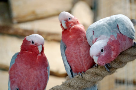 Three pink and grey Cockatoo parrots perching on a ropeの写真素材