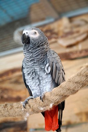 African grey parrot with red tail perching on a ropeの写真素材