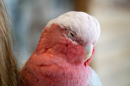 Pink and white Cockatoo parrot - close-up on headの写真素材