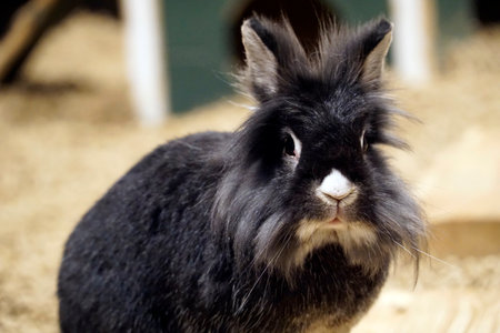 Single black long-haired rabbit