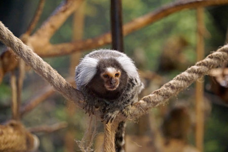 Pygmy marmoset monkey sitting on a ropeの写真素材