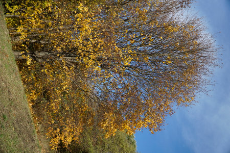 Autumn landscape, yellow leaves on the trees, blue sky background