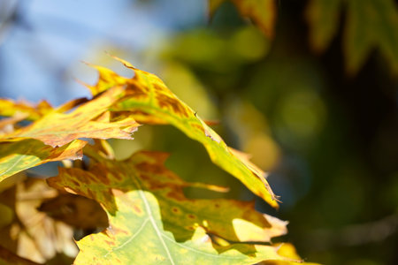 Oak leaves in fall with defocused backgroundの写真素材