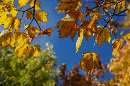 Yellow leaves on tree branch in fall