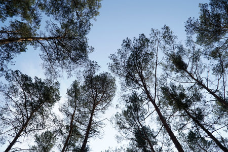 Trees in forest - view from below