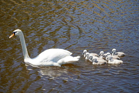 White swans family - mother and children - swimming on waterの写真素材