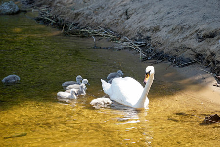 White swans family - mother and children - at lake shoreの写真素材